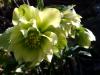 Hellebores